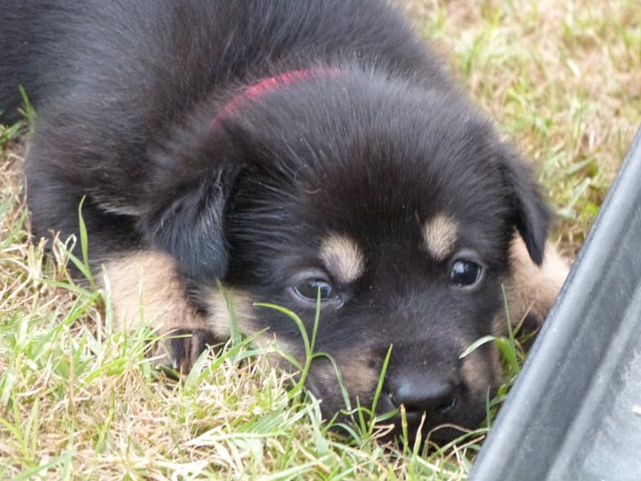 chinook dog